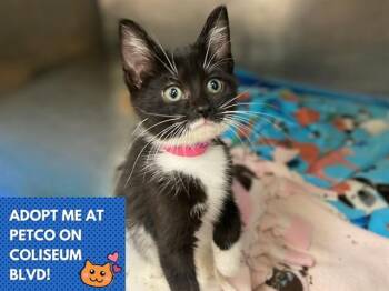 JACKIE -  Domestic Short Hair Cat for Adoption in Fort Wayne, Indiana - JACKIE | PetCurious