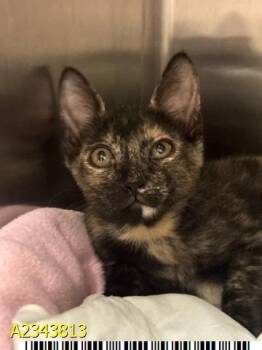 NESSIE -  Domestic Short Hair Cat for Adoption in West Palm Beach, Florida - NESSIE | PetCurious