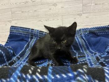 A610791 -  Domestic Short Hair Cat for Adoption in Modesto, California - A610791 | PetCurious