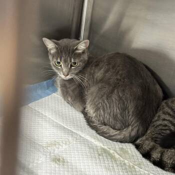 New Mexico -  Domestic Short Hair Cat for Adoption in Greensboro, North Carolina - New Mexico | PetCurious