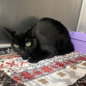 Rescue Domestic Short Hair Cats for Adoption in Columbus, Georgia - Demi | PetCurious