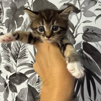 Nala -  Domestic Medium Hair Cat for Adoption in Wahiawa, Hawaii - Nala | PetCurious
