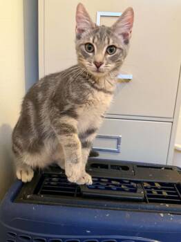 Lindt -  Tabby Cat for Adoption in Mobile, Alabama - Lindt | PetCurious