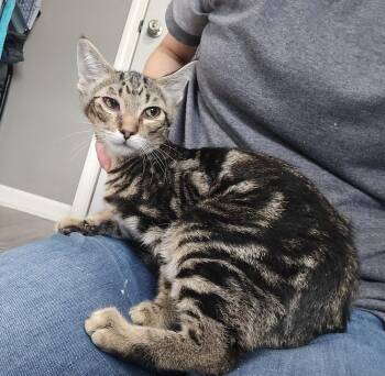 Catrick Swayze -  Domestic Short Hair Cat for Adoption in Dickson, Tennessee - Catrick Swayze | PetCurious