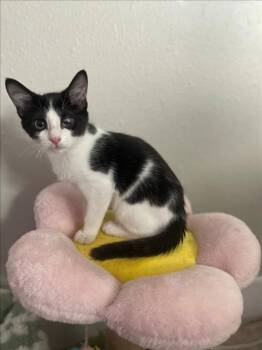 Rescue Domestic Short Hair Cats for Adoption in Sacramento, California - ZUKO | PetCurious