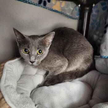 AMBER -  Domestic Short Hair Cat for Adoption in Kalamazoo, Michigan - AMBER | PetCurious