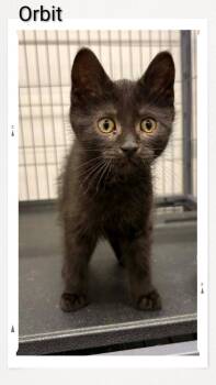 Orbit -  Domestic Short Hair Cat for Adoption in Caistor Centre, Ontario - Orbit | PetCurious