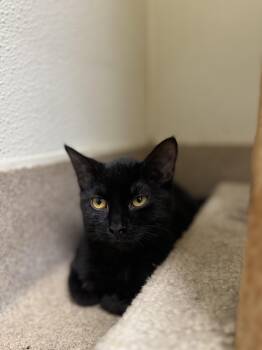 Rescue Domestic Short Hair Cats for Adoption in Myerstown, Pennsylvania - Riley | PetCurious
