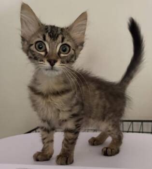 Aunt Mil -  Domestic Medium Hair Cat for Adoption in Zimmerman, Minnesota - Aunt Mil | PetCurious
