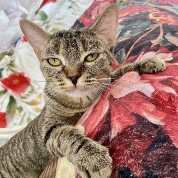 Millie -  Domestic Short Hair Cat for Adoption in Herrin, Illinois - Millie | PetCurious