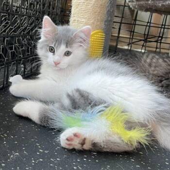 Speedy -  Domestic Long Hair Cat for Adoption in Kenosha, Wisconsin - Speedy | PetCurious