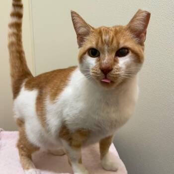 Orange Sherbert -  Tabby Cat for Adoption in Friday Harbor, Washington - Orange Sherbert | PetCurious