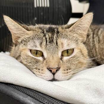 Tango -  Domestic Short Hair Cat for Adoption in Mount Rainier, Maryland - Tango | PetCurious