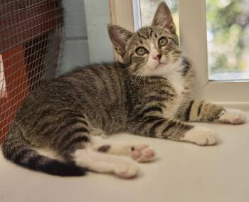 Forest -  Domestic Short Hair Cat for Adoption in Santa Barbara, California - Forest | PetCurious