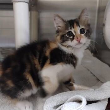 Domestic Short Hair Cats Available for Adoption in Alameda, California - A052990 | PetCurious