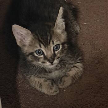 Rainn -  Domestic Short Hair Cat for Adoption in Port Richey, Florida - Rainn | PetCurious