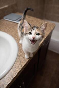 Domestic Short Hair and Calico Cats Available for Adoption - Xibalba JG 3 | PetCurious