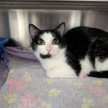 Domestic Short Hair Cats Available for Adoption - BonBon | PetCurious