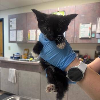 Pippin -  Domestic Short Hair Cat for Adoption in Newark, New Jersey - Pippin | PetCurious