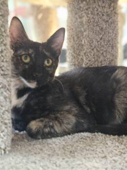 Mai Tai -  Domestic Short Hair Cat for Adoption in San Leon, Texas - Mai Tai | PetCurious