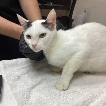 Linda -  Domestic Short Hair Cat for Adoption in Lakeland, Florida - Linda | PetCurious