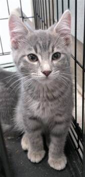 Domestic Short Hair Cats Available for Adoption in Oklahoma City, Oklahoma - A473837 | PetCurious