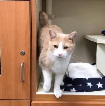 Domestic Short Hair Cats Available for Adoption - Leo | PetCurious