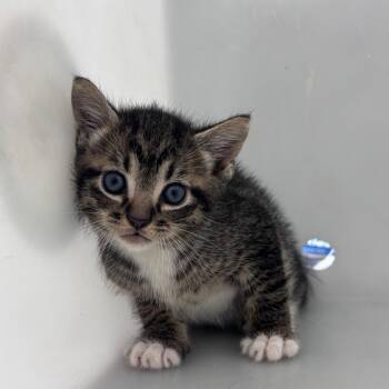 06/02/2026-Stray-RomanCourt -  Domestic Short Hair Cat Available for Adoption in Columbus, Georgia - 06/02/2026-Stray-RomanCourt | PetCurious