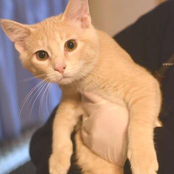 Jersey Mike -  Domestic Short Hair Cat for Adoption in Belleville, Illinois - Jersey Mike | PetCurious