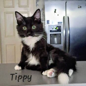 Maine Coon and Domestic Medium Hair Cats Available for Adoption - Tippy #cutie | PetCurious