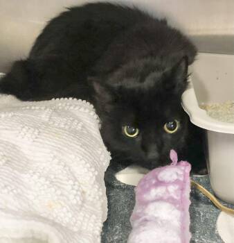 Domestic Medium Hair Cats Available for Adoption - Pepper | PetCurious