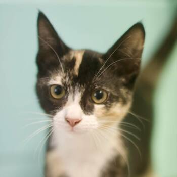 Ravi -  Domestic Short Hair Cat for Adoption in Umatilla, Florida - Ravi | PetCurious