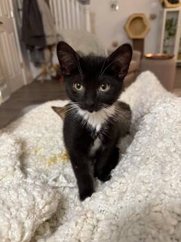 Domestic Short Hair Cats Available for Adoption - Julian Mayfair | PetCurious