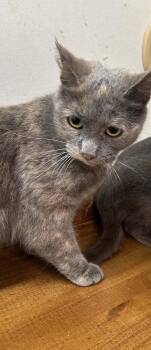Domestic Short Hair Cats Available for Adoption - Ashley | PetCurious