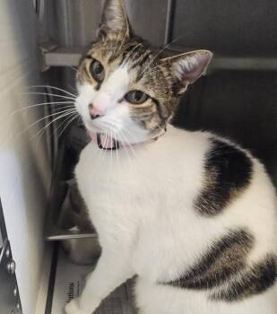 Rose -  Domestic Short Hair Cat for Adoption in Oakland, California - Rose | PetCurious