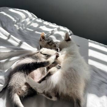 Duchess -  Siamese and Domestic Medium Hair Cat for Adoption in Tustin, California - Duchess | PetCurious