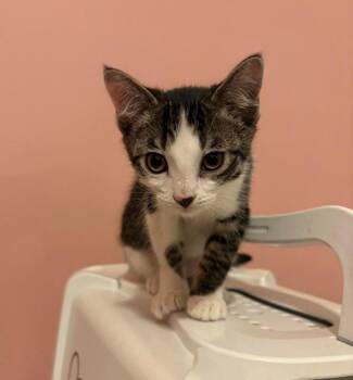 Birdie -  Domestic Short Hair Cat for Adoption in Millcreek, Utah - Birdie | PetCurious