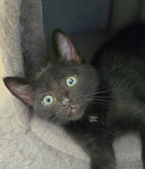 Autumn -  Domestic Short Hair Cat for Adoption in Vancouver, Washington - Autumn | PetCurious