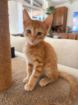 Grandfather Franklin -  Domestic Short Hair Cat for Adoption in Tucson, Arizona - Grandfather Franklin | PetCurious