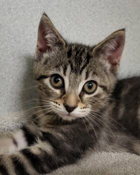 Domestic Short Hair Cats Available for Adoption in Grayslake, Illinois - Rob | PetCurious