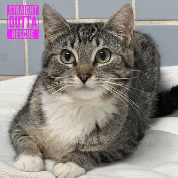 Domestic Short Hair Cats Available for Adoption in Vancouver, British Columbia - Fern | PetCurious
