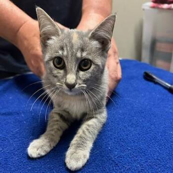 Honey Dew -  Domestic Short Hair Cat for Adoption in Knoxville, Tennessee - Honey Dew | PetCurious