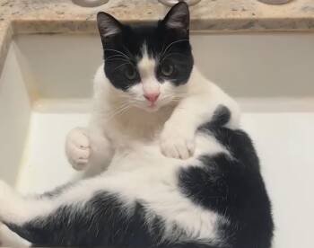 Domestic Short Hair Cats Available for Adoption - Bruce | PetCurious