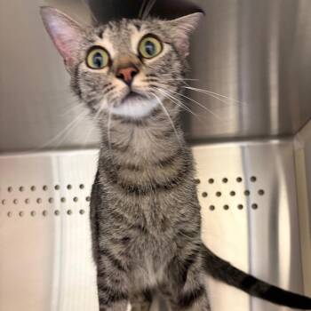 Vessel -  Domestic Short Hair Cat for Adoption in Norman, Oklahoma - Vessel | PetCurious