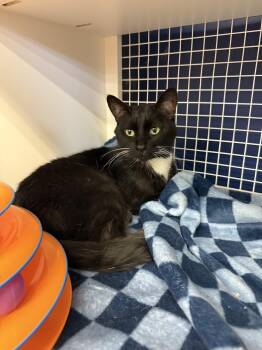 Rescue Domestic Short Hair Cats for Adoption - Jazzy | PetCurious