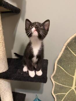 Clinkz -  Domestic Short Hair Cat for Adoption in Wheaton, Illinois - Clinkz | PetCurious