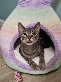 Nyx -  Domestic Short Hair Cat for Adoption in Hudson, New Hampshire - Nyx | PetCurious