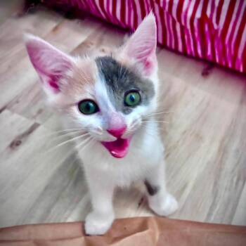 Aurora -  Domestic Short Hair Cat for Adoption in Richland, Michigan - Aurora | PetCurious