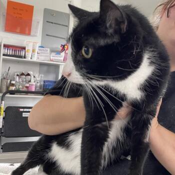 Umi -  Domestic Short Hair Cat for Adoption in Chapel Hill, North Carolina - Umi | PetCurious