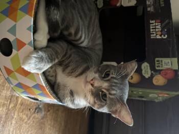 Rescue Domestic Short Hair Cats for Adoption in Los Angeles, California - Gatsby | PetCurious